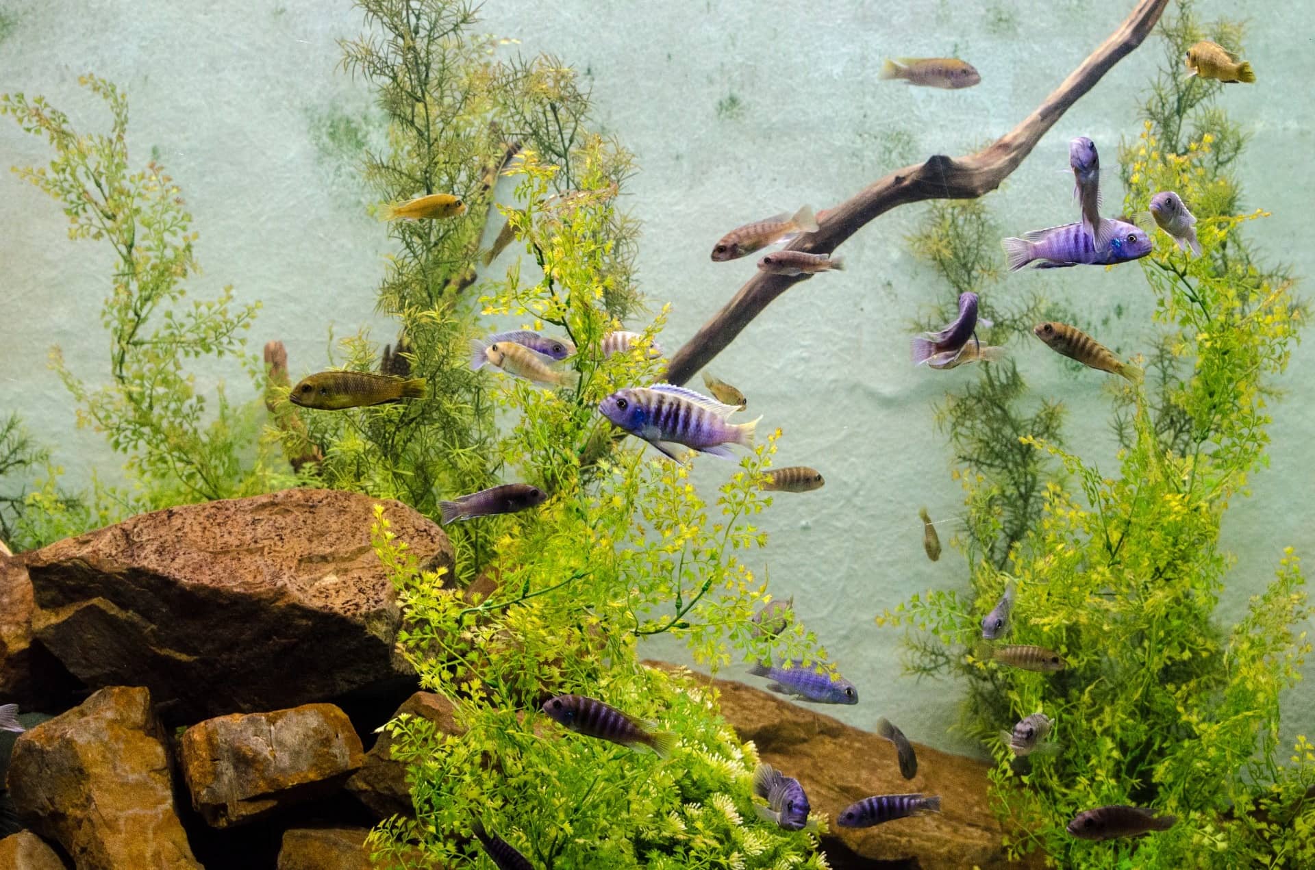 5 Surprising Benefits of Aquarium Algae
