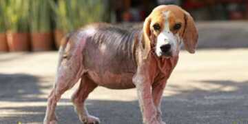 Dog Mange