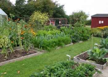 9 Tips Pest Free Garden