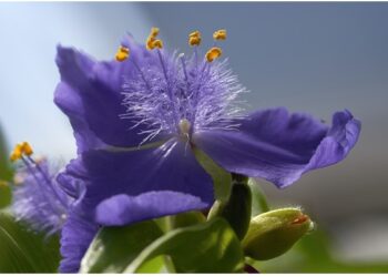 Best Ornamental Plants