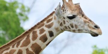 Animal Photo Prints
