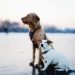 CBD Oil for Dogs