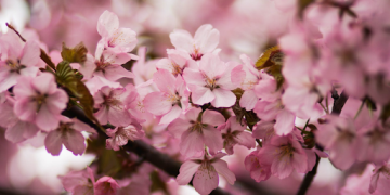 The Flowers trends