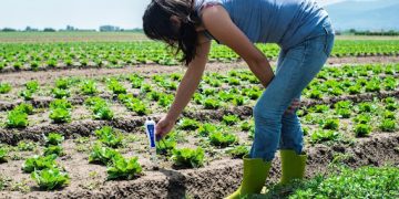 What is a Digital PH Meter and Why Get One for Your Garden?