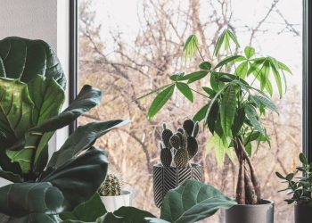 How to Take Care of Your Houseplants in Autumn