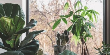 How to Take Care of Your Houseplants in Autumn