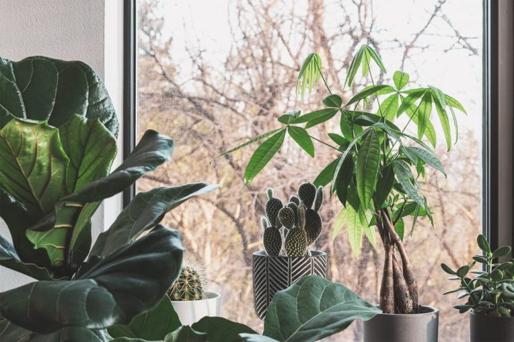 How to Take Care of Your Houseplants in Autumn
