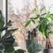How to Take Care of Your Houseplants in Autumn